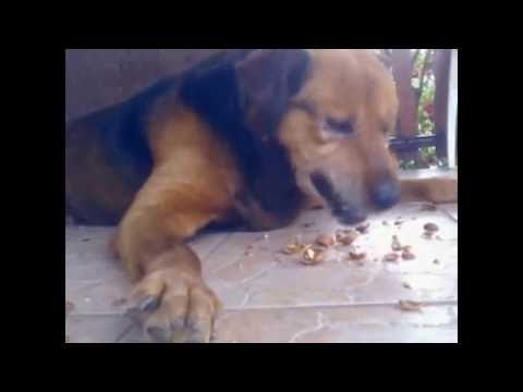 Funny dog
