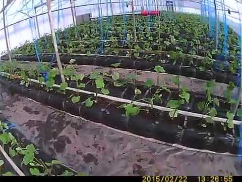 Пошаговое изготовление теплицы Пошаговое изготовление теплицы