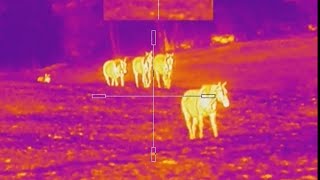 Are Our Horses Freezing? Equine Thermal Imagining!