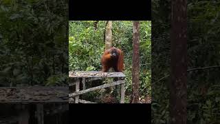 Gigantic Male Orangutan. Stunning.