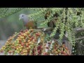 HD! Ar Rahman Amazing And Beautiful Quran Surah Recetation Video سورة الرحمن