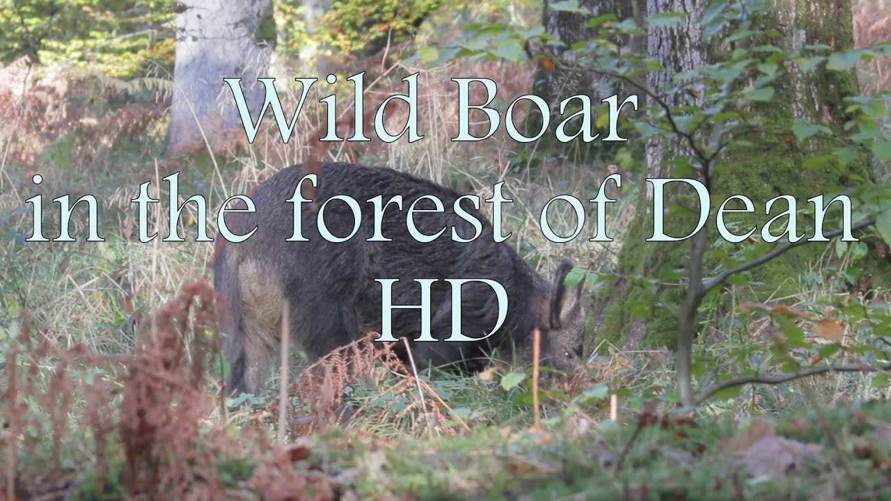 Pinewood 5990 wild boar extremadamente chaqueta caza chaqueta señores chaqueta