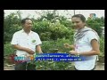 การปลูกแก้วมังกร