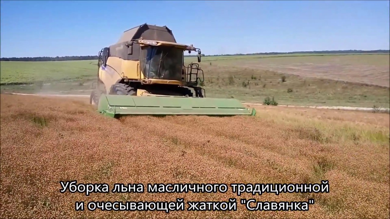 Ютуб выращивание и уборка масличного льна 97