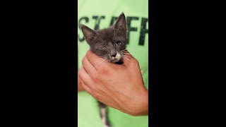 Rescue Kittens || Kitten Cage