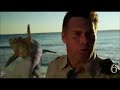 Sand Sharks Kill Count Sand Sharks Kill Count