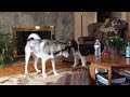Annoyed Husky Howling