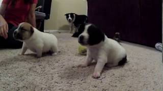 Watch Moxie Almost video