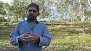 Plagas del cultivo de caucho natural