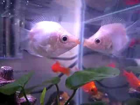 kissing fish pictures. Kiss Kiss Fish