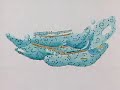 Cell Organelles And Their Function (BOTH 3D AND MICROSCOPIC VIEWS )