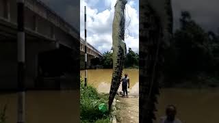 Crazy...captured 22 Feet Long Giant Croc In Malaysia