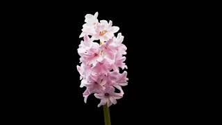 Футаж-Хромакей 👍 Расцветает Гиацинт👍 Background Blooms Hyacinth