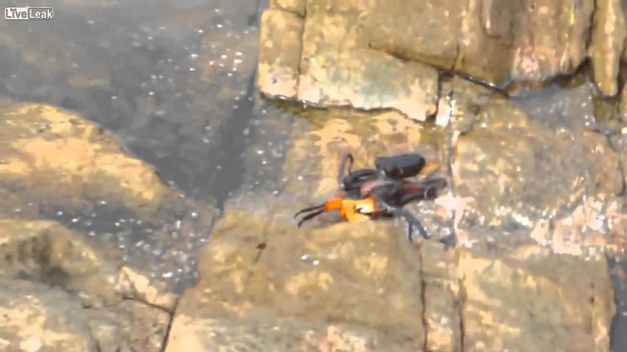 видео осьминог ловит краба видео осьминог ловит краба