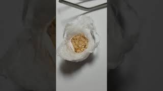 Caribena Versicolor Eggsac