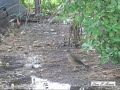 CANTO DE ZORZAL - SONG THRUSH - AVES DE ARGENTINA