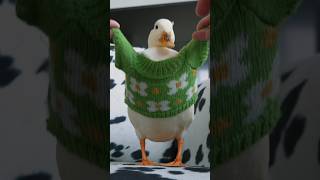 Best Pet Duck Costumes 2023