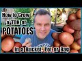 How to Grow a LOT of Potatoes in a Bucket, Bag or Pot