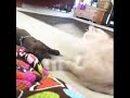 Funny Dogs video : Dogs and cats always make us laugh
