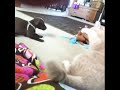 Funny Dogs video : Dogs and cats always make us laugh
