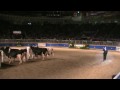 Canadian National Holstein Show - Grand Champions