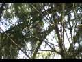 Pygmy Owl