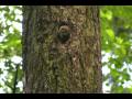 Pygmy Owl