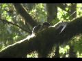 Pygmy Owl