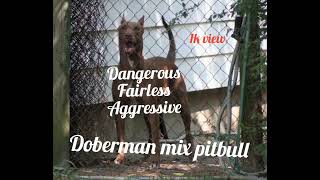 Doberman Mix Pitbull Doberpit Fairless