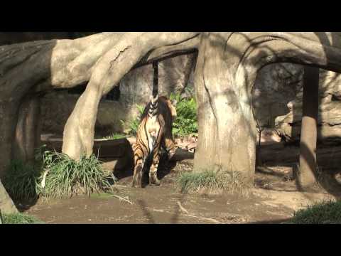 上野動物園　スマトラトラ、マーキングの瞬間
