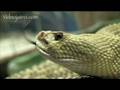 Snake Beauty 14 - Mexican Rattlesnake 01