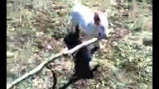 Bella Star Bull Terrier 10Mths Pulling 5 Ft Stick