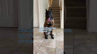 Qumy Dog Shoes Year-Round Paw Protection For Every Season