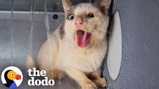 Winning Over The Most Vicious Feral Cat In The World The Dodo