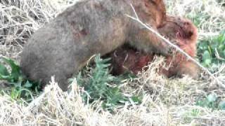 Watch Wombats Fighting video