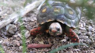 Watch Parry Gripp Turtle video