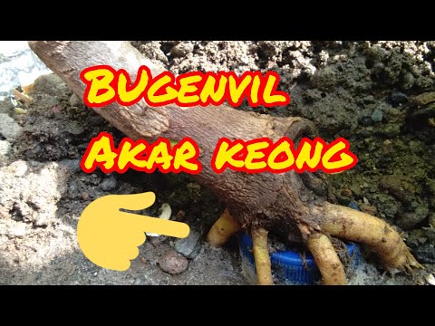 Bugenvil rebahan #jokomoker