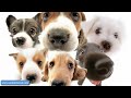 sfspca