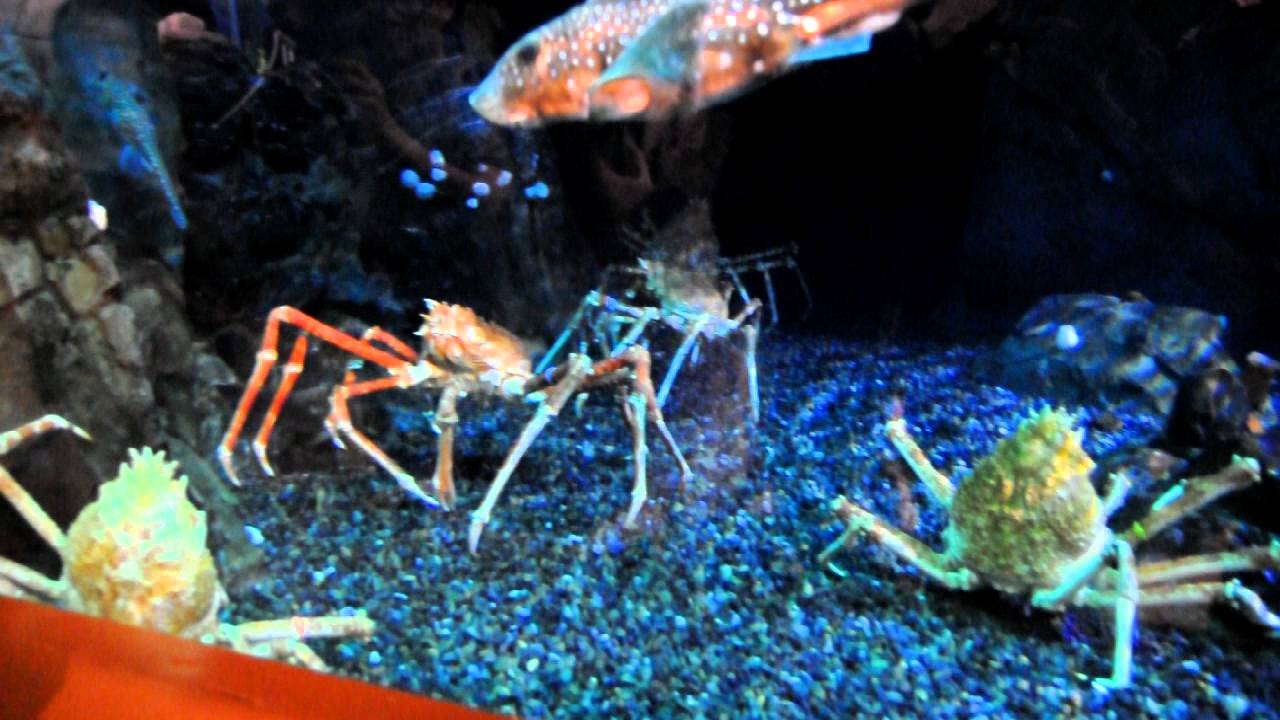 Japanese Spider Crab at the Georgia Aquarium - YouTube