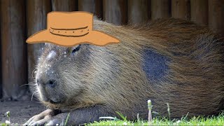 Animal Facts: Capybara
