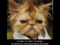 Funny Cats 1