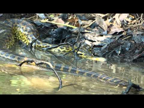 Watch Cobra vs piranha.MP4