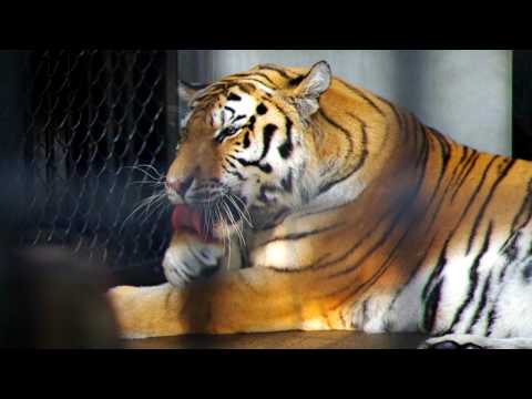 猫みたいなアムールトラ （Siberian tiger like cat）