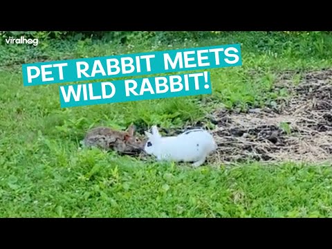 Pet Rabbit Meets Wild Rabbit || ViralHog