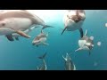 GoPro: Swimming with Dolphins - Santa Cruz, CA
