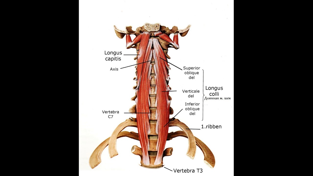 Long dong longus pic