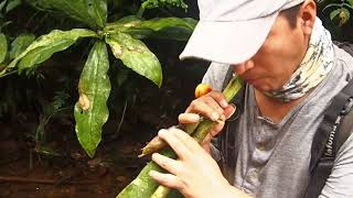 Bosque Medicinal - Plant species walk with Fredy (English Subs)