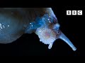 SHOCKING slug mating 😳 | Wild Isles