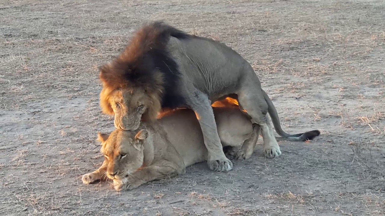 Секс Между Львами