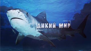 Удивительный, Животный Мир - Стаи Акул. #Документальный Фильм. 